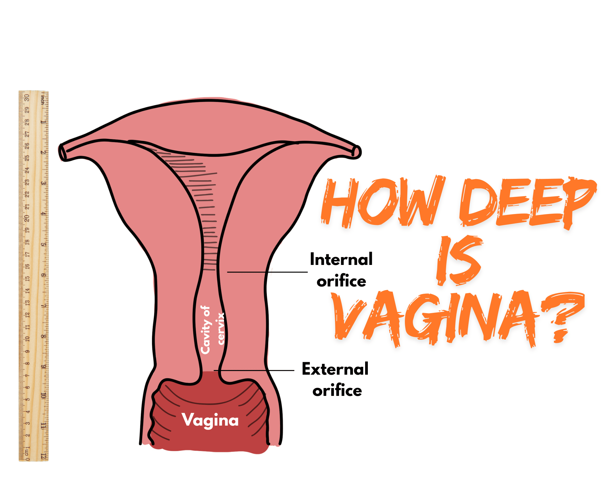 How Deep is Vagina?