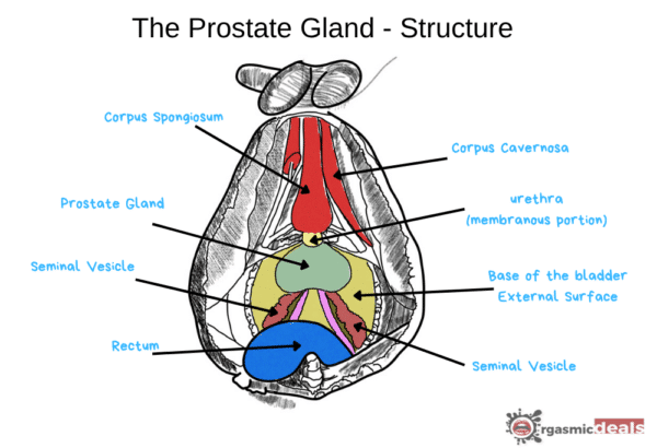 What is Prostate Massage?