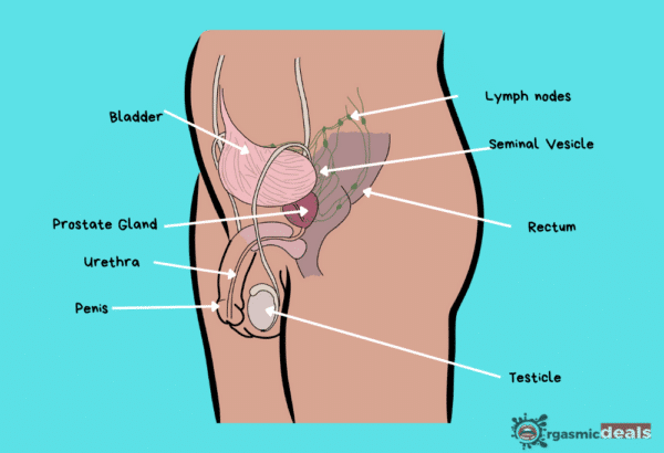 What is Prostate Massage?
