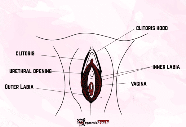 vagina illustration