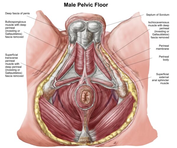 male Pelvic floor