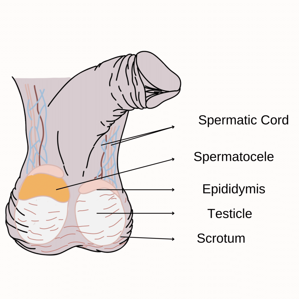 scrotum illustration