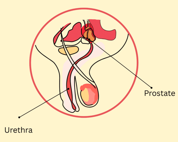 Visual presentation of urethra