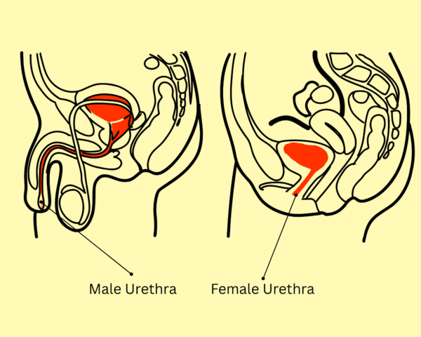 Male Urethra and female urethra
